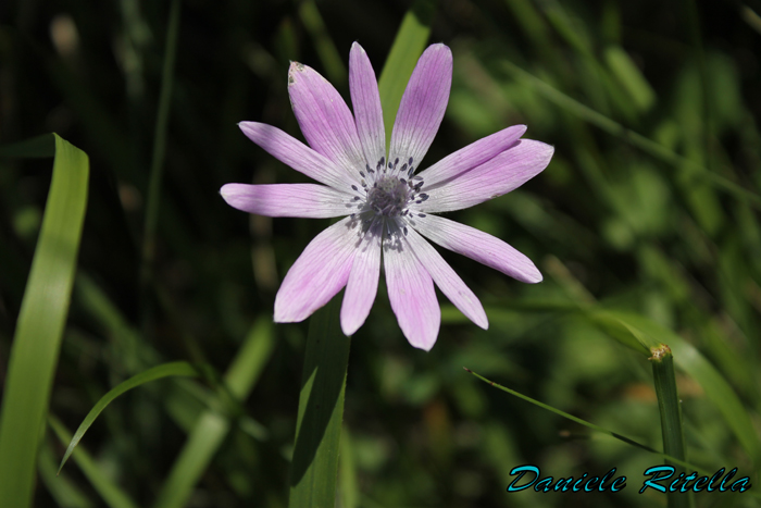 Anemone hortensis